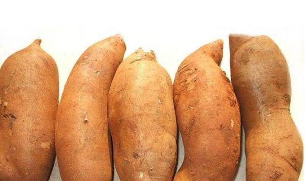 雪莲果的作用与功效,雪莲果的功效与作用图3