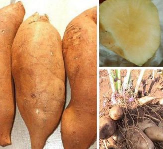 ​雪莲果的作用与功效,雪莲果的功效与作用