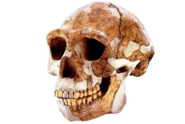 山海经有什么奇花异草（胆小勿入这些人头骨）(6)