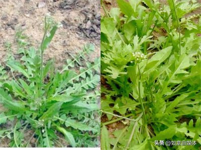 ​千万别乱挖！这几种“假荠菜”和荠菜长得很像，吃了会让你尴尬