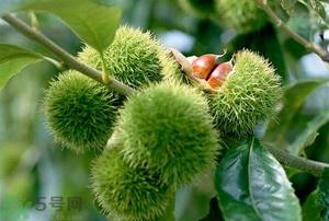 吃板栗有哪些好处?板栗的功效与作用