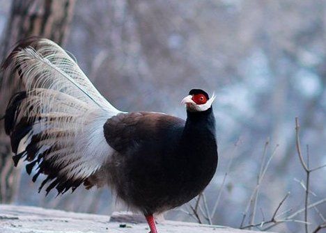 珍稀动物有哪些,珍稀的野生动物有哪些图8