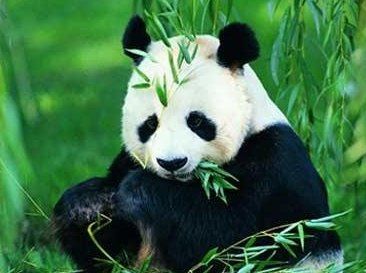 珍稀动物有哪些,珍稀的野生动物有哪些图3