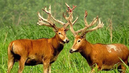 珍稀动物有哪些,珍稀的野生动物有哪些图12