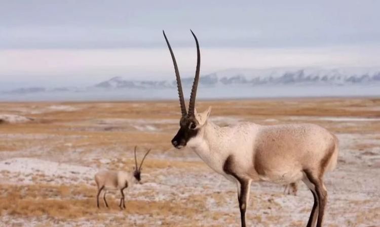 珍稀动物有哪些：我国的珍稀动物都有哪些