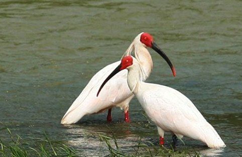 珍稀动物有哪些,珍稀的野生动物有哪些图7