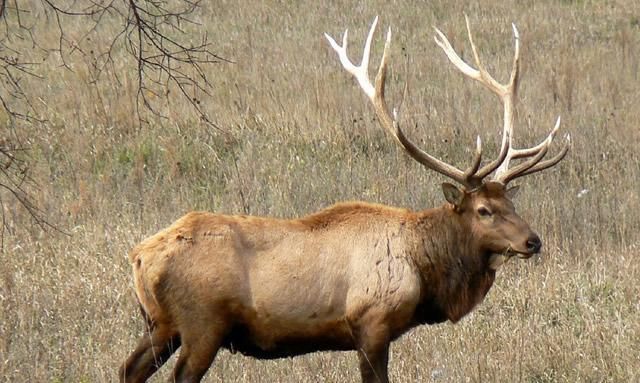 珍稀动物有哪些：世界上有哪些珍稀动物