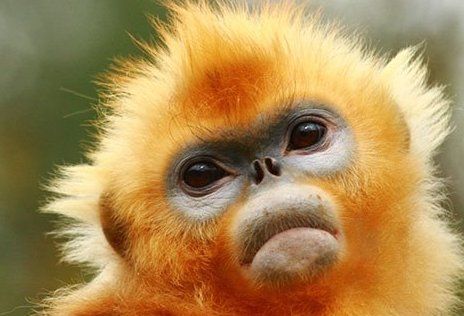 珍稀动物有哪些,珍稀的野生动物有哪些图4