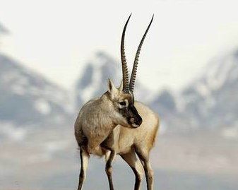 珍稀动物有哪些,珍稀的野生动物有哪些图11