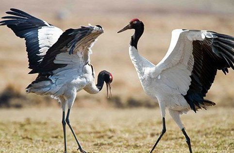 珍稀动物有哪些,珍稀的野生动物有哪些图10