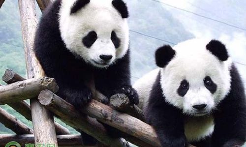 珍稀动物有哪些：中国珍稀动物的名称有哪些