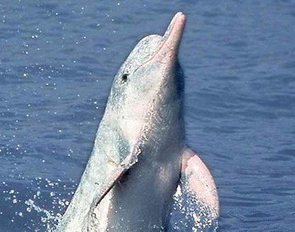 珍稀动物有哪些,珍稀的野生动物有哪些图5