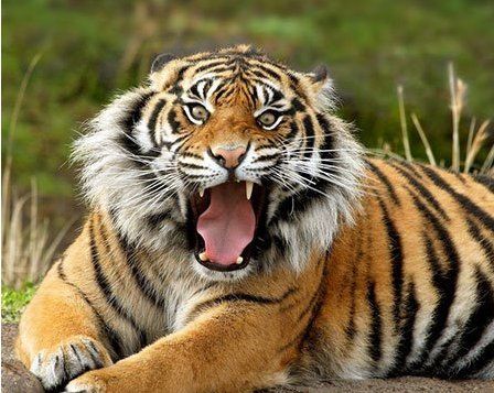 珍稀动物有哪些,珍稀的野生动物有哪些图6