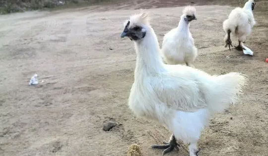 白露吃什么传统食物,白露时节图6