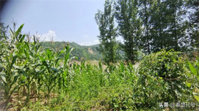 ​【秦楚古今】楚国小史