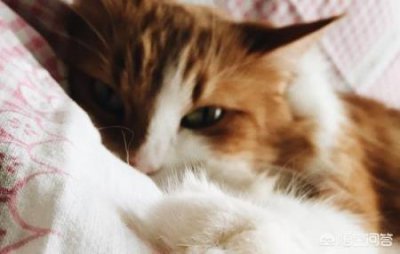 ​去哪里买猫廉价在哪里买猫更廉价