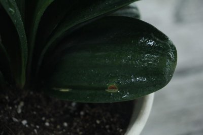 ​绿萝君子兰…盆里塞点它，叶子黑亮，疯狂开花！