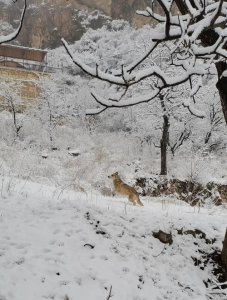​谷雪的寓意，形容女子好的字有哪些（取名字用），哪位学识渊博的朋友指教下？