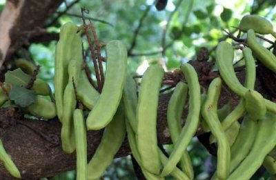 ​鍒€璞嗗彲浠ョ敓鍚?鍒€璞嗘湁姣掑悧鍙互鍚冨悧