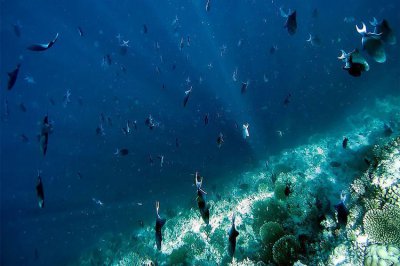 ​海洋资源有哪四大资源(海洋资源包括哪些)