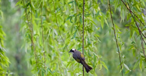 春柳的寓意,黄柳这个名字怎么样图2