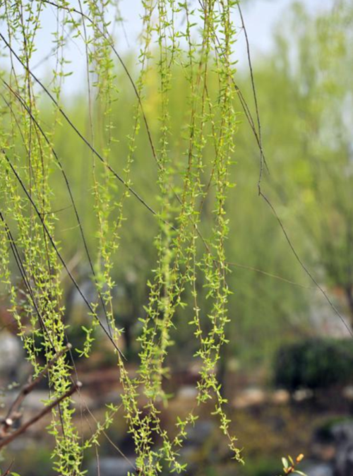 黄柳这个名字怎么样