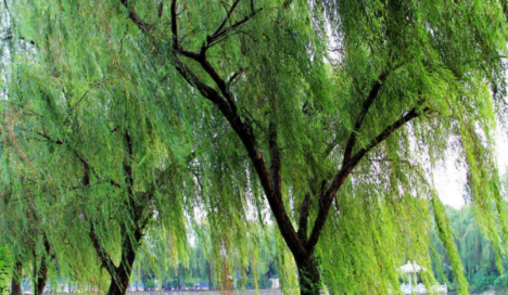 春柳的寓意,黄柳这个名字怎么样图4