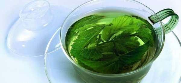 桑树叶怎样处理泡水喝,“山参热补桑树叶清补”怎样正确食用桑叶图10