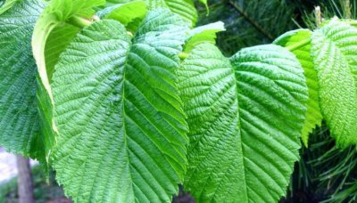 ​桑树叶怎样处理泡水喝,“山参热补桑树叶清补”怎样正确食用桑叶