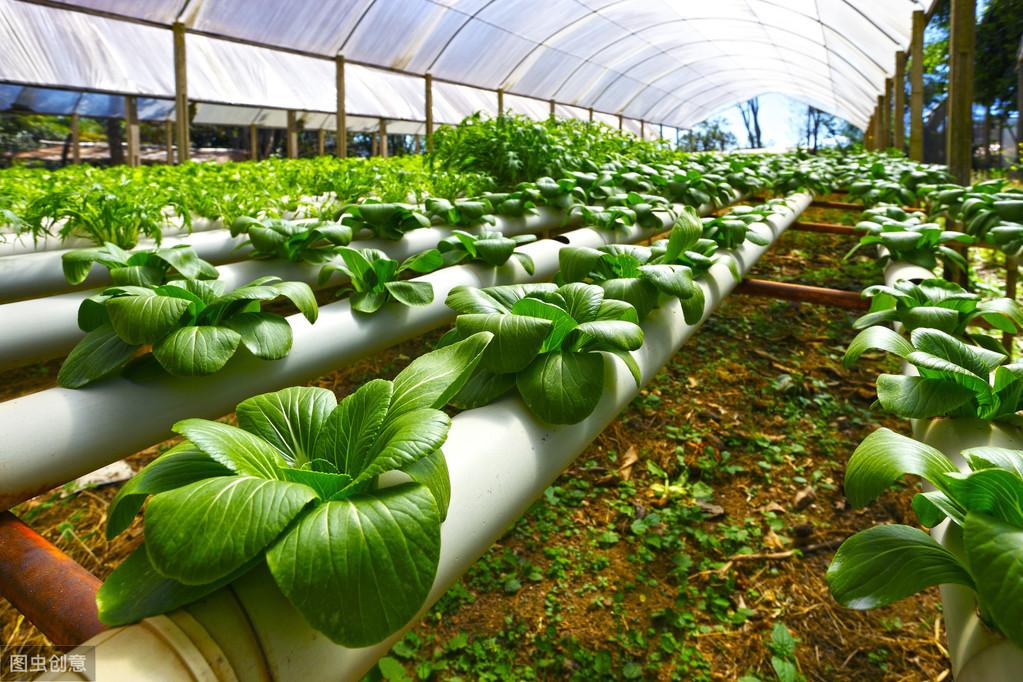 无土栽培的优点有哪些(什么是无土栽培)