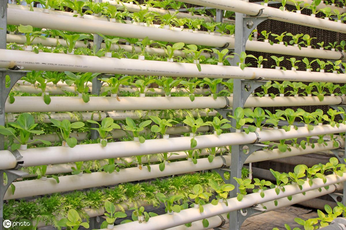 无土栽培的优点有哪些(什么是无土栽培)