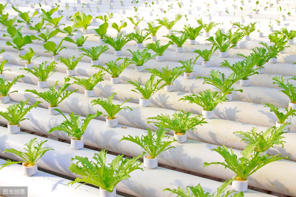 无土栽培的优点有哪些(什么是无土栽培)