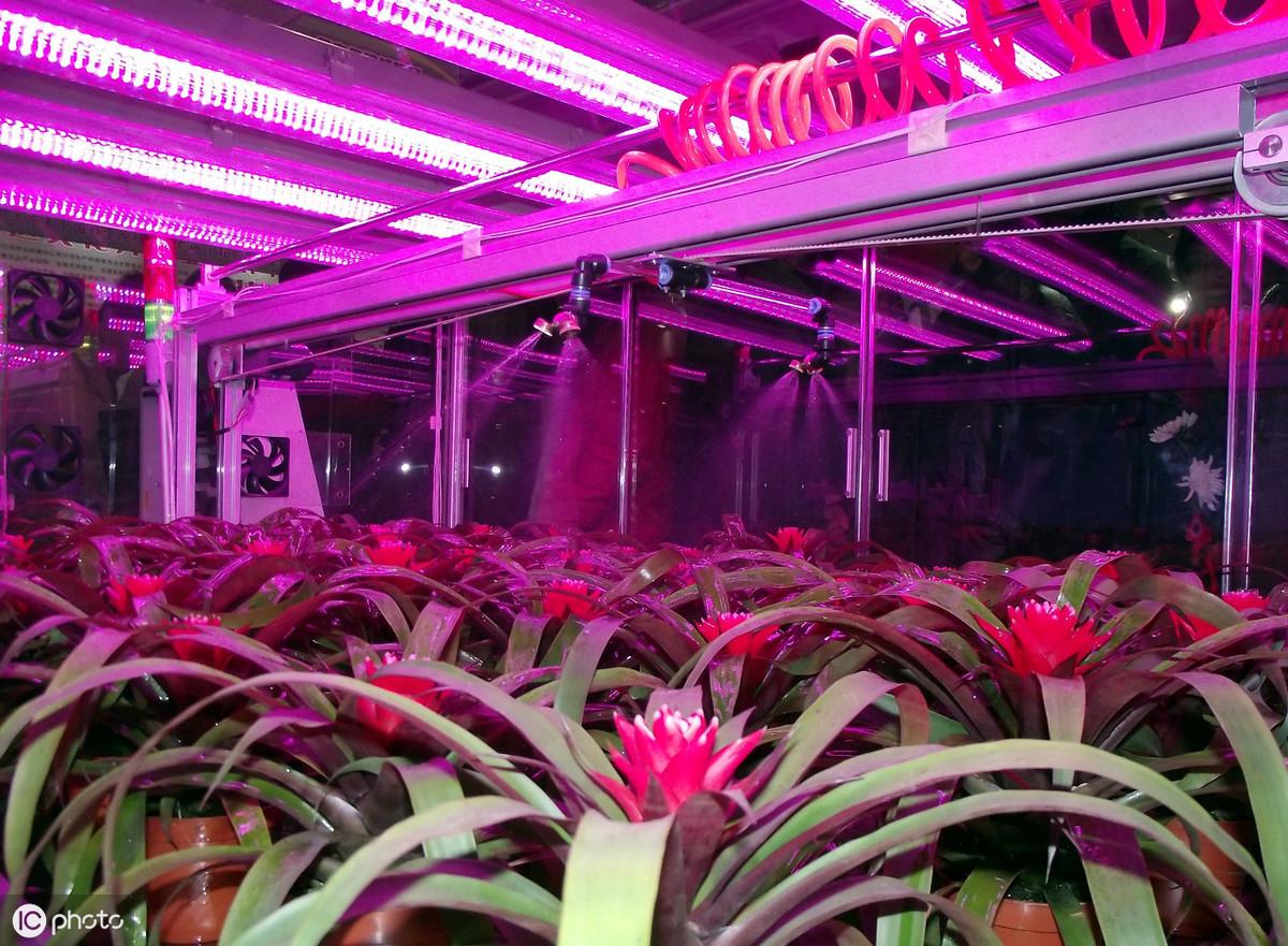 无土栽培的优点有哪些(什么是无土栽培)