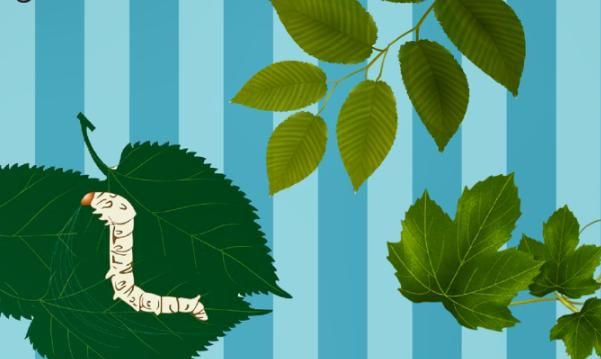 蚕宝宝孵化出来多久才吃东西，蝉孵化后多久吃东西？图9