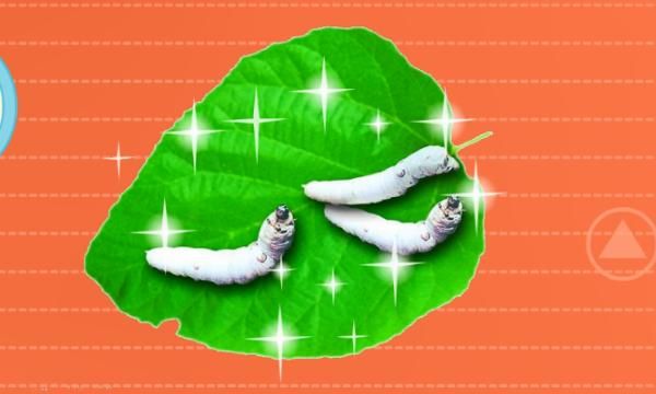 蚕宝宝孵化出来多久才吃东西，蝉孵化后多久吃东西？图7