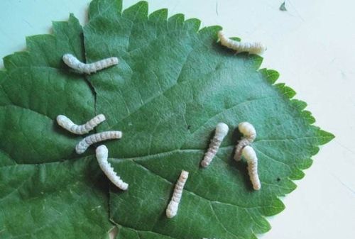 蝉孵化后多久吃东西