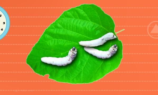 蚕宝宝孵化出来多久才吃东西，蝉孵化后多久吃东西？图6