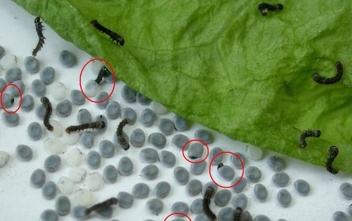 蚕宝宝刚出生时该吃什么在线等！急!急!急!急