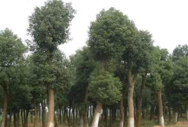 香樟树的特点，香樟树的外形特征和作用？图5