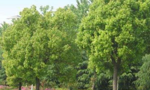 香樟树的特点，香樟树的外形特征和作用？图1