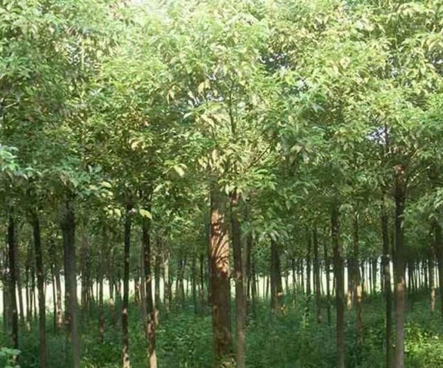 香樟树的特点，香樟树的外形特征和作用？图4