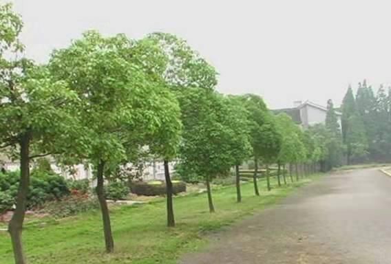 香樟树的特点，香樟树的外形特征和作用？图3