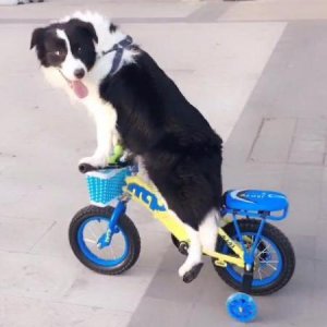 ​狗狗真的爱主人吗(狗狗被坏人抓走了怎么办)