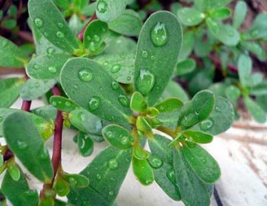 ​马齿苋上的白点怎么治，8个救治方法