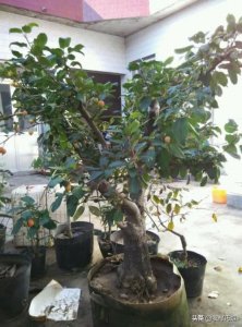 ​盆栽长寿果种植方法。