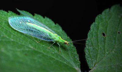 ​会“针灸”的草蛉，你知道吗？