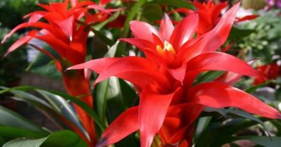 ​鸿运当头的寓意是什么，鸿运当头的5种含义