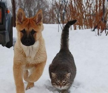 ​猫狗像什么打一个成语，猜灯谜走起???1、超级好牙刷(打一成语)。2、猫狗像什么