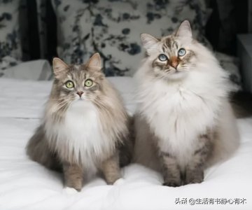​涨知识，猫中情种“西伯利亚森林猫”