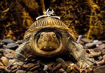 ​窄桥蛋龟是什么龟？蛋龟之王窄桥全方位介绍